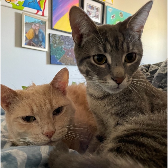 Meet your Posher, Katie-jane - Picture 6 of 7